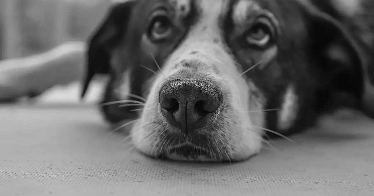 西檬之家SM亚文化入门指南 一